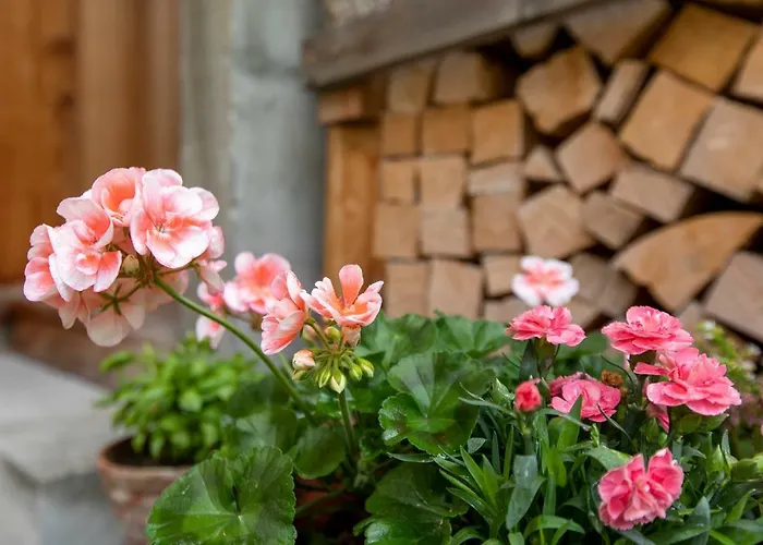 公寓 维乐公寓 *